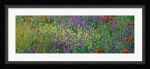 Framed Wildflowers El Escorial Spain Print