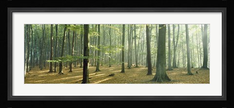 Framed Woodlands near Annweiler Germany Print