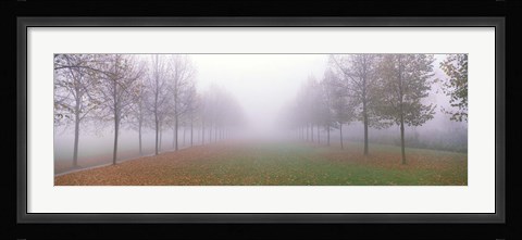 Framed Trees in Fog Schleissheim Germany Print