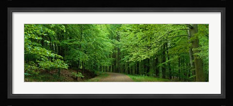 Framed Road Through a Forest near Kassel Germany Print