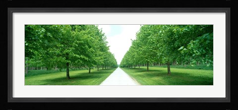 Framed Avenue at Chateau de Modave Ardennes Belgium Print