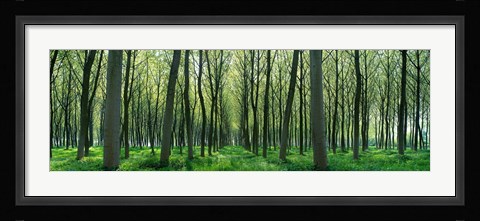 Framed Forest Trail Chateau-Thierry France Print