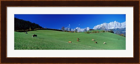 Framed Cattle Graze in Alps Wilder Kaiser Going Austria Print