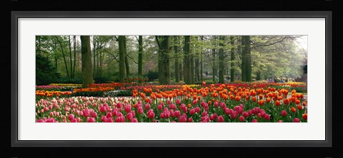 Framed Keukenhof Garden, Lisse, The Netherlands Print