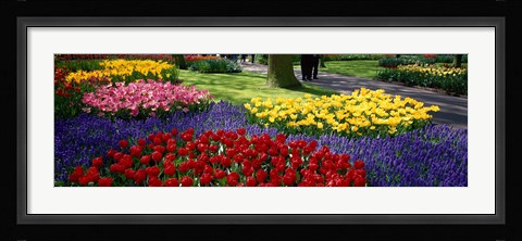 Framed Colorful flower beds, Keukenhof Garden, Lisse, The Netherlands Print