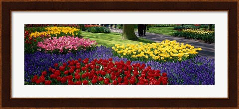 Framed Colorful flower beds, Keukenhof Garden, Lisse, The Netherlands Print