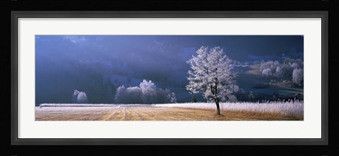 Framed Trees With Frost, Franstanz, Tyrol, Austria Print