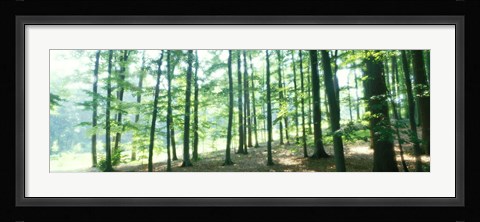 Framed Forest Scene with Fog, Odenwald, near Heidelberg, Germany Print
