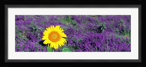 Framed Lone sunflower in Lavender Field, France Print