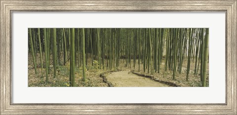 Framed Bamboo Trees, Kyoto, Japan Print