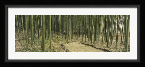 Framed Bamboo Trees, Kyoto, Japan Print