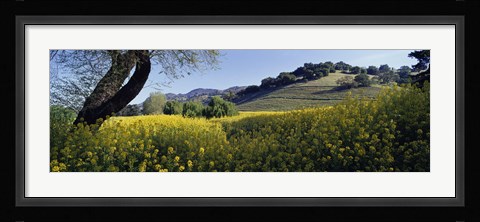 Framed Mustard Flowers Blooming In A Field, Napa Valley, California Print