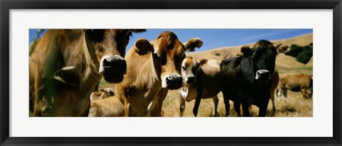 Framed Close Up Of Cows, California, USA Print