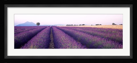 Framed Lavender Field, Plateau De Valensole, France Print