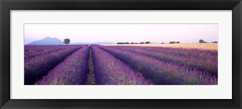 Framed Lavender Field, Plateau De Valensole, France Print