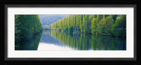 Framed Poplar Trees On River Aare, Near Canton Aargau, Switzerland Print