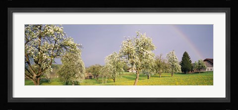 Framed Pear trees in a field (Pyrus communis), Aargau, Switzerland Print