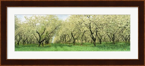 Framed Rows Of Cherry Tress In An Orchard, Minnesota, USA Print