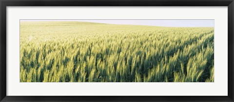 Framed Field Of Barley, Whitman County, Washington State, USA Print