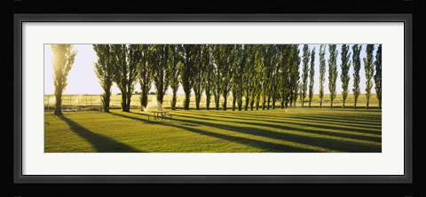 Framed Poplar Trees Near A Wheat Field, Twin Falls, Idaho, USA Print