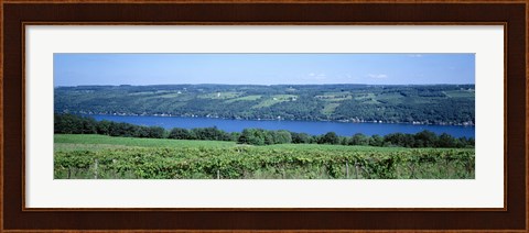 Framed Vineyard with a lake in the background, Keuka Lake, Finger Lakes, New York State, USA Print