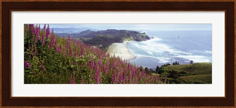 Framed Foxgloves At Cascade Head, Tillamook County, Oregon, USA Print