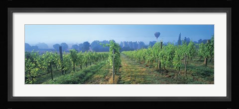 Framed UK, Great Britain, Sussex, Vineyard and hot air balloon Print