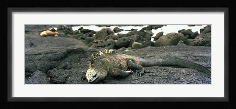 Framed Marine Iguana Galapagos Islands Print
