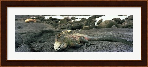 Framed Marine Iguana Galapagos Islands Print