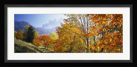 Framed High angle view of trees in a forest, Geisler mountain group, Dolomites, Italy Print