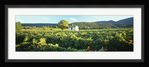 Framed Vineyard Provence France Print