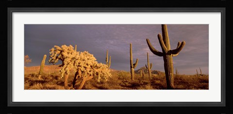 Framed Low angle view of Saguaro cacti on a landscape, Organ Pipe Cactus National Monument, Arizona, USA Print