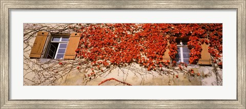 Framed Germany, Tuebingen, Red leaves grown on the walls Print
