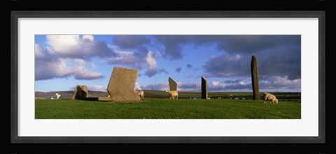 Framed Sheep, Stones Of Stenness, Orkney Islands, Scotland, United Kingdom Print