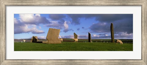 Framed Sheep, Stones Of Stenness, Orkney Islands, Scotland, United Kingdom Print
