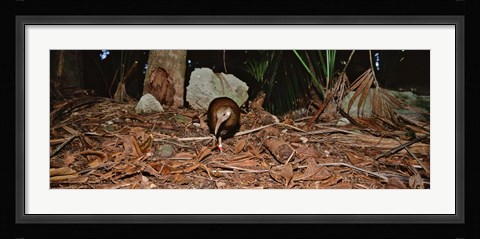 Framed Lord Howe Woodhen Bird Standing Under The Tree, Lord Howe Island, Australia Print