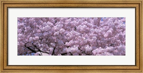 Framed USA, Washington DC, Close-up of cherry blossoms Print