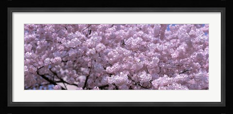 Framed USA, Washington DC, Close-up of cherry blossoms Print
