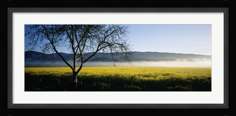 Framed Fog over crops in a field, Napa Valley, California, USA Print