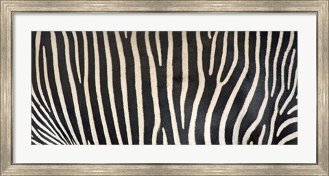 Framed Grevey&#39;s Zebra Stripes Print