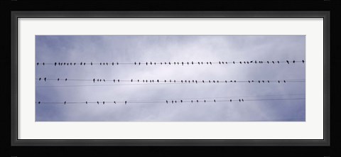 Framed California, Flock of birds sitting on power line Print
