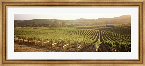 Framed Panoramic view of vineyards, Carneros District, Napa Valley, California, USA Print