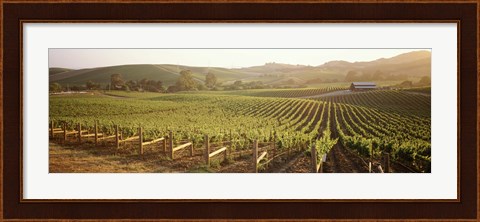 Framed Panoramic view of vineyards, Carneros District, Napa Valley, California, USA Print