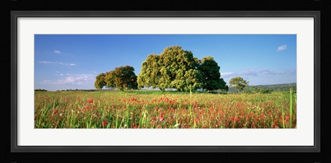 Framed Flowers in a field, Andalusia, Spain Print