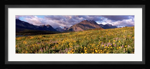 Framed Flowers in a field, Glacier National Park, Montana, USA Print