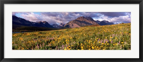 Framed Flowers in a field, Glacier National Park, Montana, USA Print