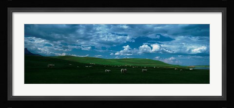 Framed Charolais cattle grazing in a field, Rocky Mountains, Montana, USA Print