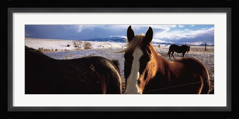 Framed Horses in a field, Montana, USA Print