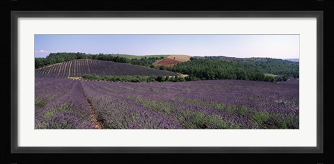 Framed Lavenders Growing In A Field, Provence, France Print