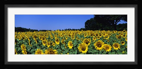 Framed Sunflowers In A Field, Provence, France Print